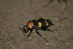Nicrophorus americanus