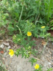 Potentilla paradoxa