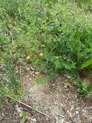 Potentilla paradoxa
