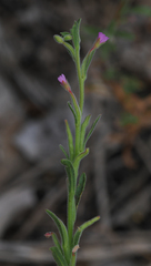 Epilobium torreyi