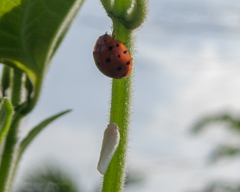 Coccinellidae