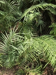 Pteris longifolia