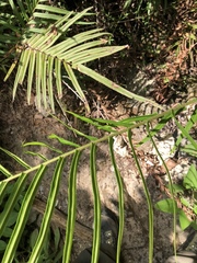 Pteris longifolia