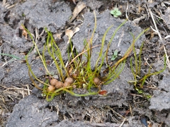 Pilularia globulifera