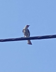 Mimus polyglottos leucopterus