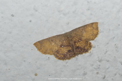 Chrysocraspeda tristicula