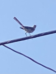Mimus polyglottos leucopterus