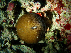 Pleuractis granulosa
