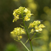Black Mustard - Photo (c) Mark Kluge, some rights reserved (CC BY-NC), uploaded by Mark Kluge