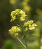 Black Mustard - Photo (c) Mark Kluge, some rights reserved (CC BY-NC), uploaded by Mark Kluge