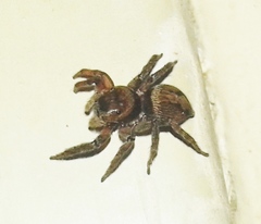 Hasarius adansoni