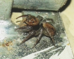 Hasarius adansoni