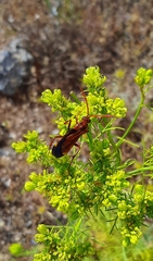 Hemipepsis mauritanica