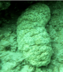 Stichopus herrmanni