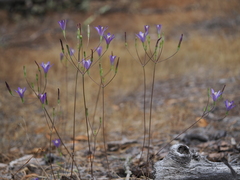 Brodiaea leptandra