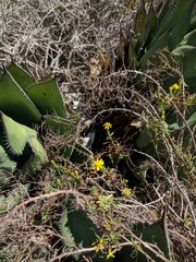 Deinandra greeneana peninsularis