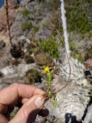 Deinandra greeneana peninsularis