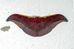Antheraea assamensis