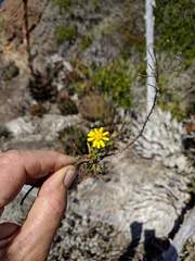 Deinandra greeneana peninsularis