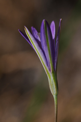 Brodiaea leptandra
