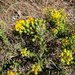 Deinandra greeneana peninsularis - Photo (c) Vince Scheidt, algunos derechos reservados (CC BY-NC), subido por Vince Scheidt