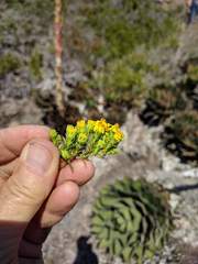 Deinandra greeneana peninsularis