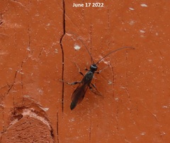 Xoridinae