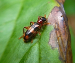 Lemidia