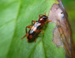 Lemidia