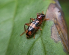 Lemidia