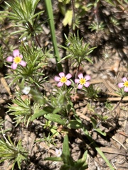 Leptosiphon ciliatus