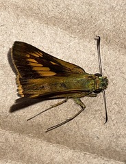 Prusiana prusias