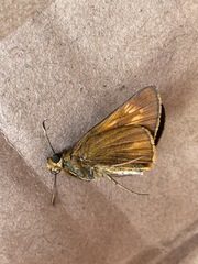 Prusiana prusias
