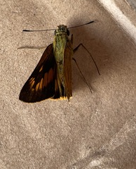 Prusiana prusias