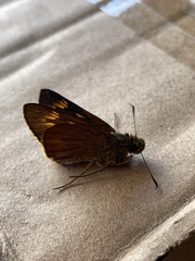 Prusiana prusias