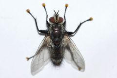 Tachinomyia