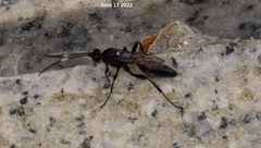 Vulgichneumon