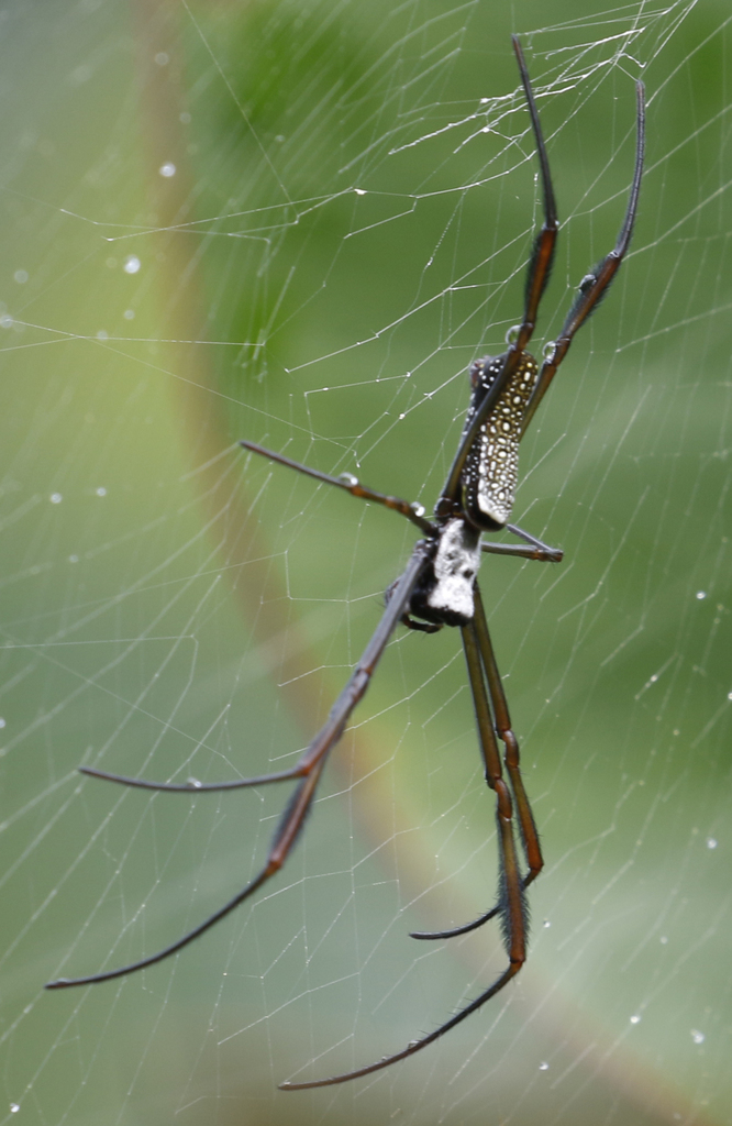Nephila cornuta