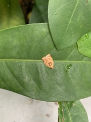 Adoxophyes privatana