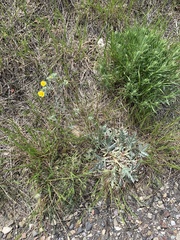 Potentilla effusa