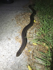 Farancia erytrogramma erytrogramma