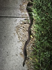 Farancia erytrogramma erytrogramma