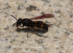 Orancistrocerus drewseni