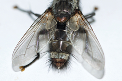Tachinomyia