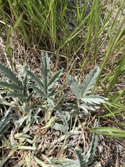 Potentilla effusa