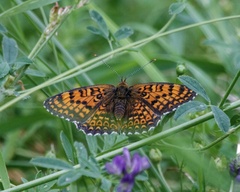 Melitaea arduinna