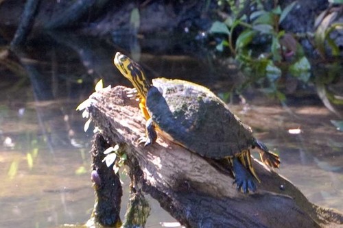 Trachemys scripta scripta image