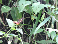 Heliconius clysonymus