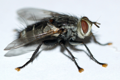 Tachinomyia