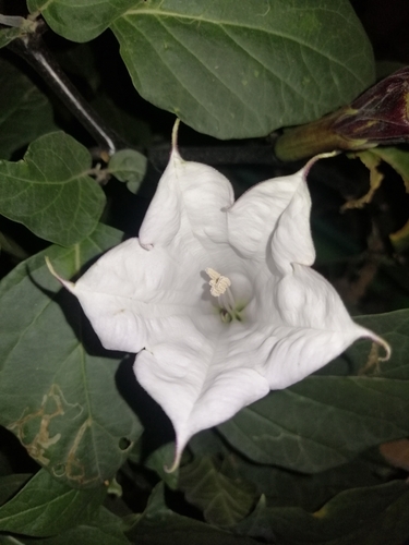 Datura metel